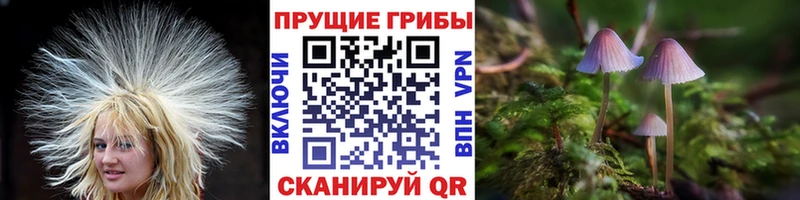 Псилоцибиновые грибы Magic Shrooms  мега ТОР  Саки  закладки 